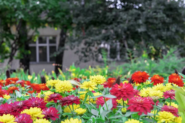 Mix Multicolore Zinnia Elegans Zinnia Graziosa — Foto Stock