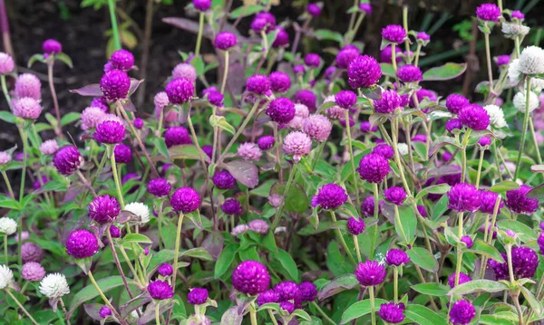 Mor ve pembe çiçekler Globe amaranth veya Gomphrena globosa.