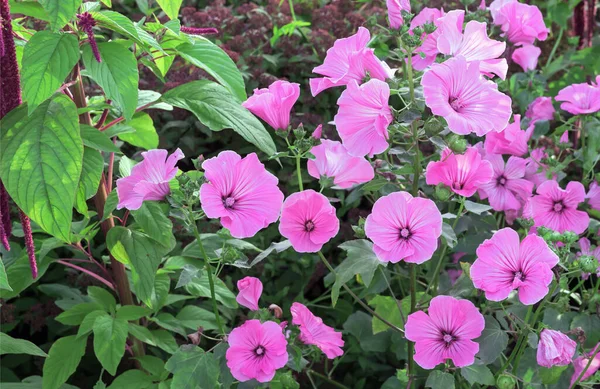 Pinkfarbene Petunienblüten Sind Einjährige Garten Oder Balkonzierpflanzen — Stockfoto
