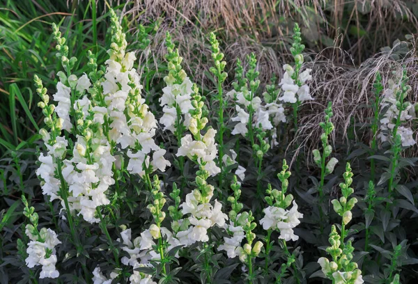 Flores Blancas Antirrinum Snapdragon Hierba Perenne —  Fotos de Stock