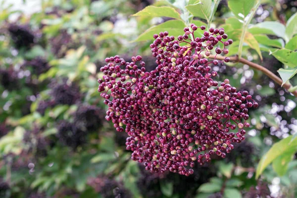 Black Elderberry Sambucus Nigra Een Geneeskrachtige Plant Met Een Diuretisch — Stockfoto