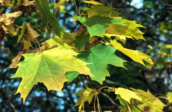 Yellow Green Maple Leaves Autumn Landscape Autumn Colors — Stock Photo, Image
