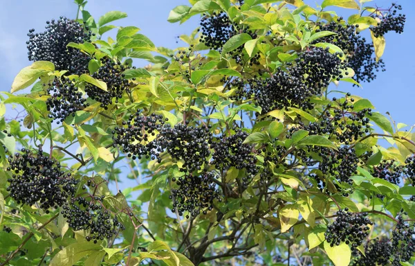 Siyah Mürver Sambucus Nigra Idrar Söktürücü Iltihap Önleyici Dezenfektan Etkisi — Stok fotoğraf