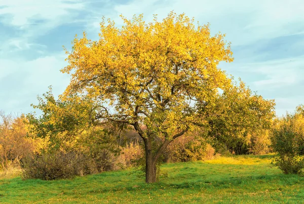 Drzewo Żółtymi Liśćmi Tle Błękitnego Nieba — Zdjęcie stockowe