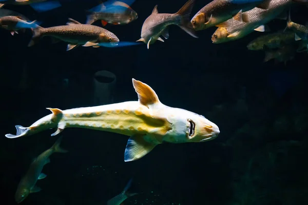 Подводное фото Силура Сомов Гланис. Крупнейшая хищная рыба в европейских озерах и реках. — стоковое фото