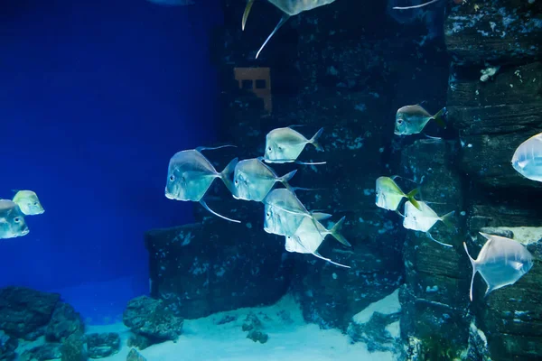 Selena vomer ryby pływanie pod wodą w akwarium — Zdjęcie stockowe