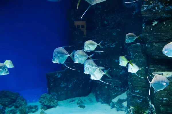 Selena vomitar peces nadando bajo el agua en un acuario — Foto de Stock