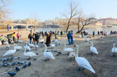 Prag, Çek Cumhuriyeti - 21 Ocak 2019: Tanımlanamayan turist kuğular üzerinde adada Kampa, Prague, Çek Cumhuriyeti Vltava Nehri'nin kıyısında besleme