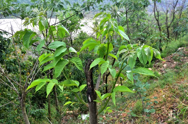 Beas Nehri manzarası Nadaun Himachal Pradesh Hindistan Hayır. 11