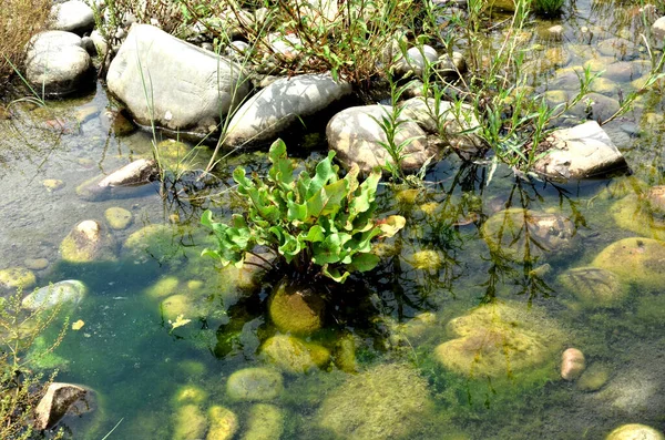 Beas Nehri manzarası Nadaun Himachal Pradesh Hindistan Hayır. 110