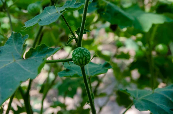 Himachal Pradesh Ormanı 'nda Meyveli Küçük Fabrika. Hayır. 102