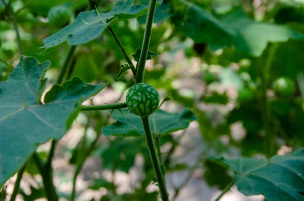 Himachal Pradesh Ormanı 'nda Meyveli Küçük Fabrika. Hayır. 103
