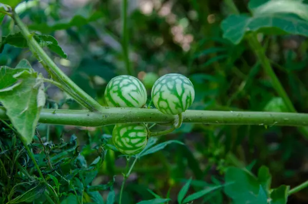 Himachal Pradesh Ormanı 'nda Meyveli Küçük Fabrika. Hayır. 105
