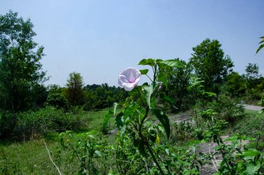 Mavi Gök HImachal Pradesh Hindistan 'lı Bekar Beyaz Çiçek