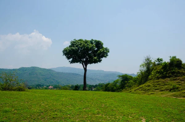 Árbol Mango Con Cielo Azul Himachal Pradesh India —  Fotos de Stock