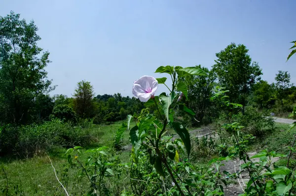 Mavi Gök HImachal Pradesh Hindistan 'lı Bekar Beyaz Çiçek