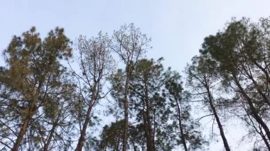  Himachal Pradesh 15 'teki orman manzaralı güzel kuru yapraklar.