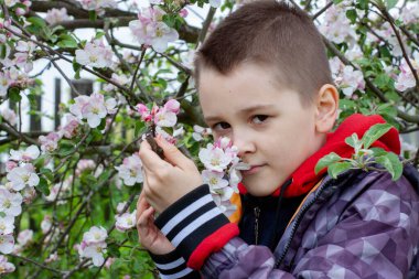 Şirin bir çocuk çiçek açan elma ağacını kokluyor. Bahçe çiçek açmış..