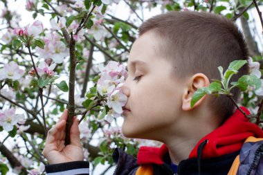 Şirin bir çocuk çiçek açan elma ağacını kokluyor. Bahçe çiçek açmış..