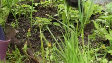 Bahçedeki yükseltilmiş yatakları ayıklıyor. Çiçeklere ve çileklere dikkat et. Otların ve otların temizlenmesi