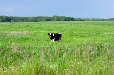 Güzel bir çayırdaki süt ineği. Etiketin altına koy. Yaz doğası