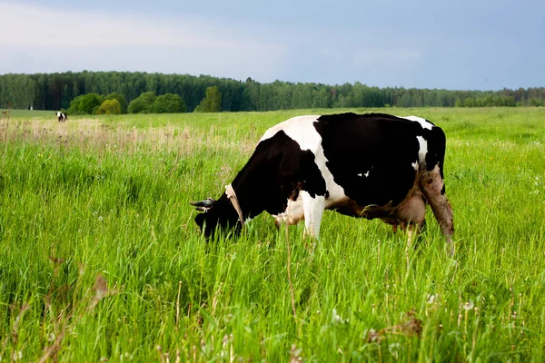 Milchkuh Auf Einer Schönen Weide Platz Unter Dem Etikett Sommerliche — Stockfoto