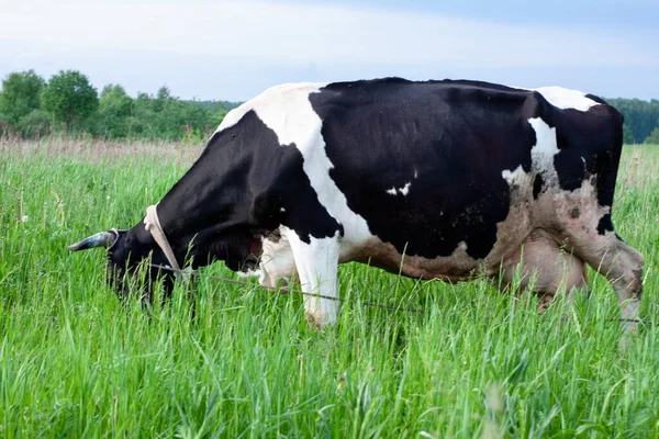 Mucca Latte Bel Prato Posto Sotto Etichetta Natura Estiva — Foto Stock