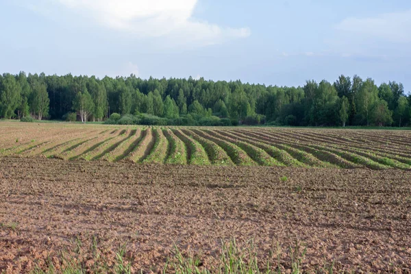 Lahan Pertanian Dengan Kentang Lahan Pertanian Ditaburkan — Stok Foto