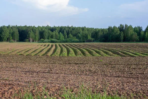 Сельскохозяйственные Поля Картошкой Посевная Земля — стоковое фото