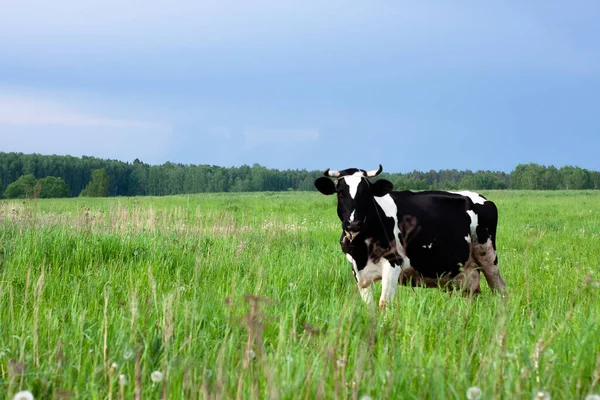 美しい牧草地で酪農牛 ラベルの下に 夏の自然 ロイヤリティフリーのストック画像