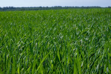 Çavdar viskisi tarlası. yeşil çayır.