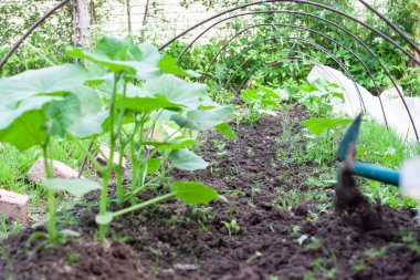 Salatalık filizleri. Bahçedeki küçük fidanlara girdiler.