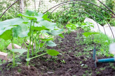 Salatalık filizleri. Bahçedeki küçük fidanlara girdiler.