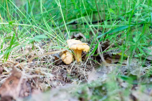 Jovens Cogumelos Chanterelle Floresta Folhagem — Fotografia de Stock