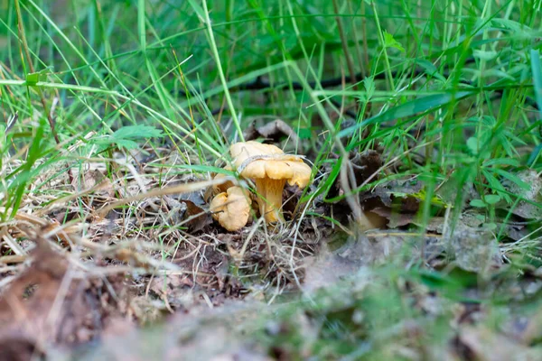 Young Chanterelle Mushrooms Forest Foliage — Stock Photo, Image