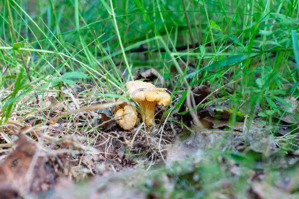 Młodych Grzybów Pieczarkowych Lesie Liściach — Zdjęcie stockowe