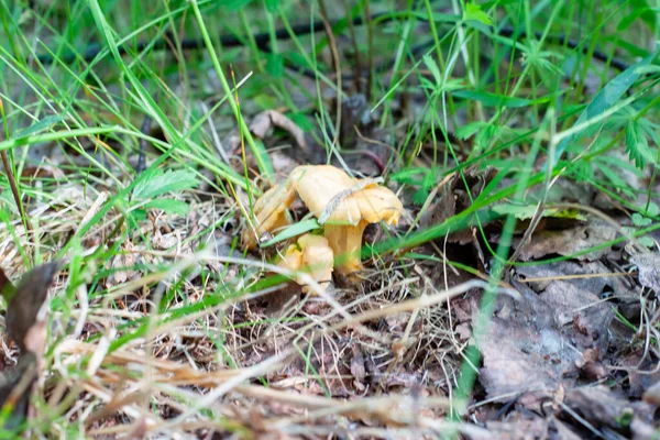 Jovens Cogumelos Chanterelle Floresta Folhagem — Fotografia de Stock