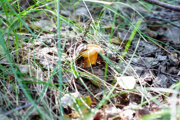 Jovens Cogumelos Chanterelle Floresta Folhagem — Fotografia de Stock
