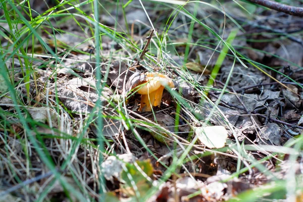 Młodych Grzybów Pieczarkowych Lesie Liściach — Zdjęcie stockowe