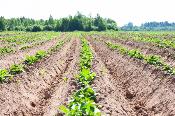Green Potato Field Farm — Stock Photo, Image