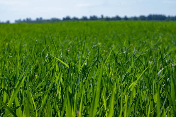 一片片的小黑麦小穗 绿色的草地 — 图库照片