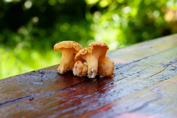 Cogumelos Chanterelle Jovens Uma Tábua Madeira — Fotografia de Stock