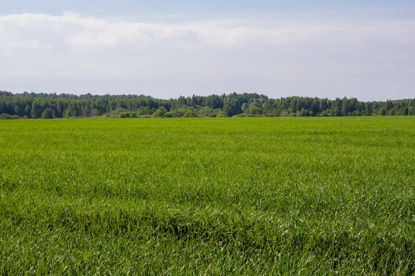若いライ麦の小穂の分野です 緑の牧草地 — ストック写真
