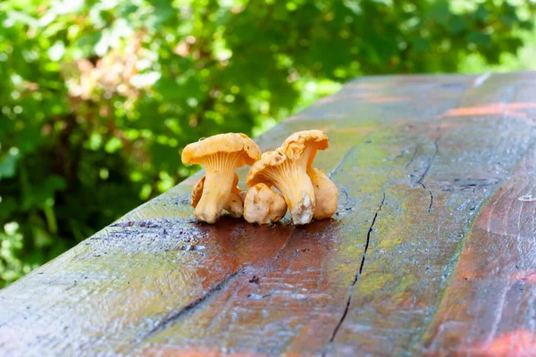 Cogumelos Chanterelle Jovens Uma Tábua Madeira — Fotografia de Stock