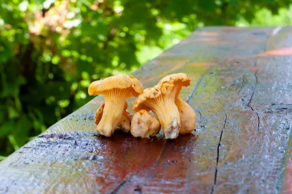 Jovens Cogumelos Chanterelle Floresta Folhagem — Fotografia de Stock