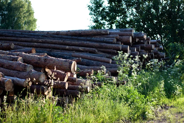 trees are felled. deforestation. folded trunks of trees