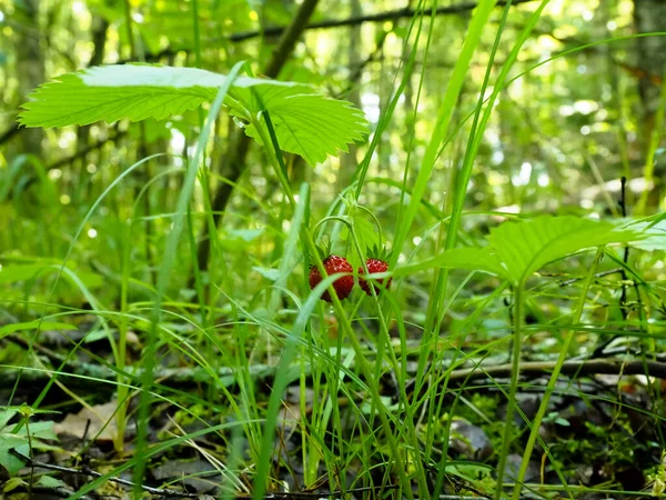 Fraises Mûres Dans Forêt Affiche — Photo