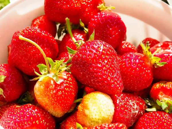 Erdbeere Großaufnahme Einem Eimer Frische Ernte — Stockfoto