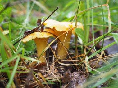 Ormanda Chanterelle mantarı. Sessiz avcılık. Poster. 4K