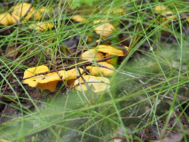 Ormanda Chanterelle mantarı. Sessiz avcılık. Poster. 4K